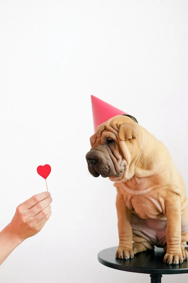 Sharpei dog in red party hat getting red love heart lolly pop
